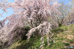 幸田の桜