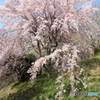 幸田の桜