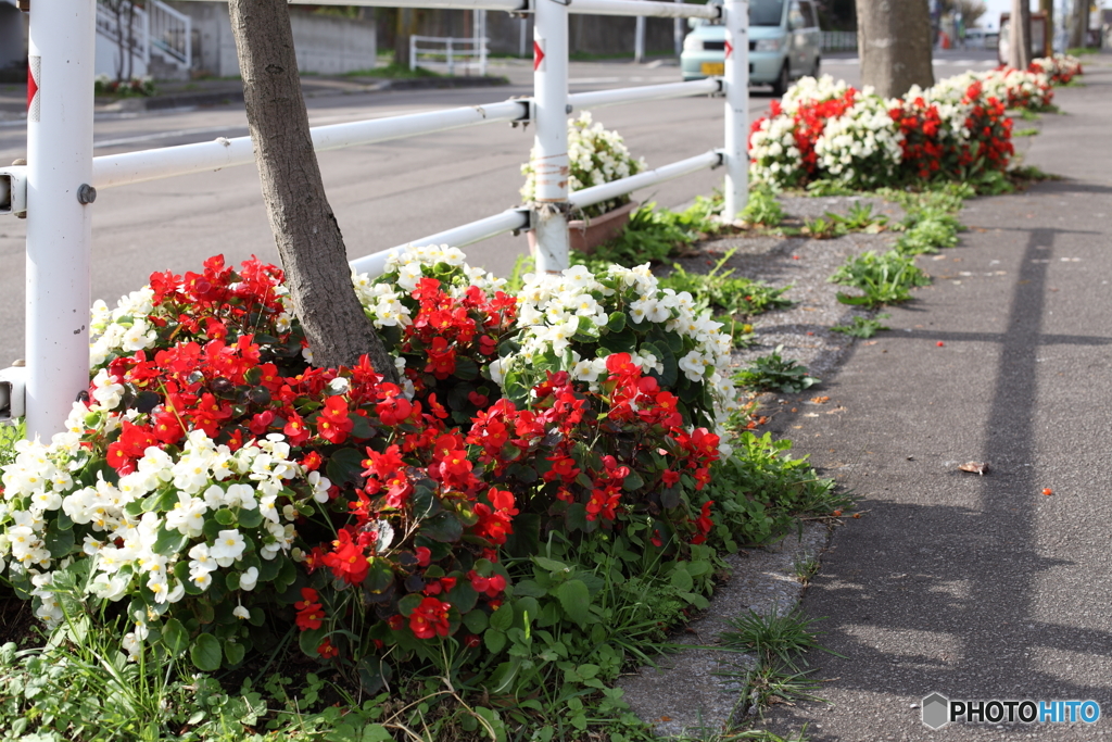 歩道の花