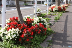 歩道の花