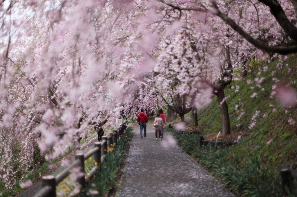 春の散歩道