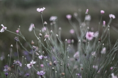 朝花