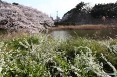 春の名古屋城