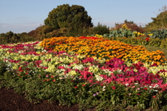 花畑