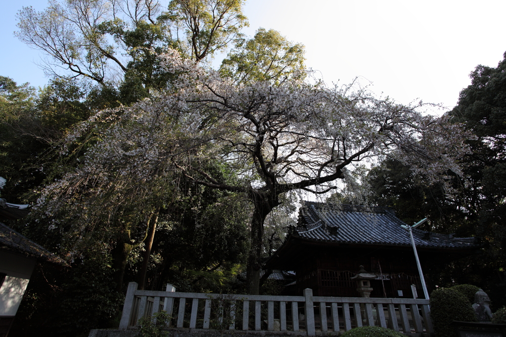 八幡様の枝垂れ桜