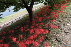 乙川河畔の彼岸花