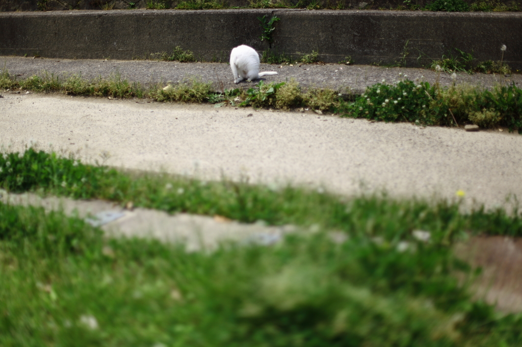 猫のいる風景