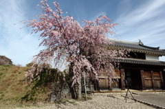 城門の桜