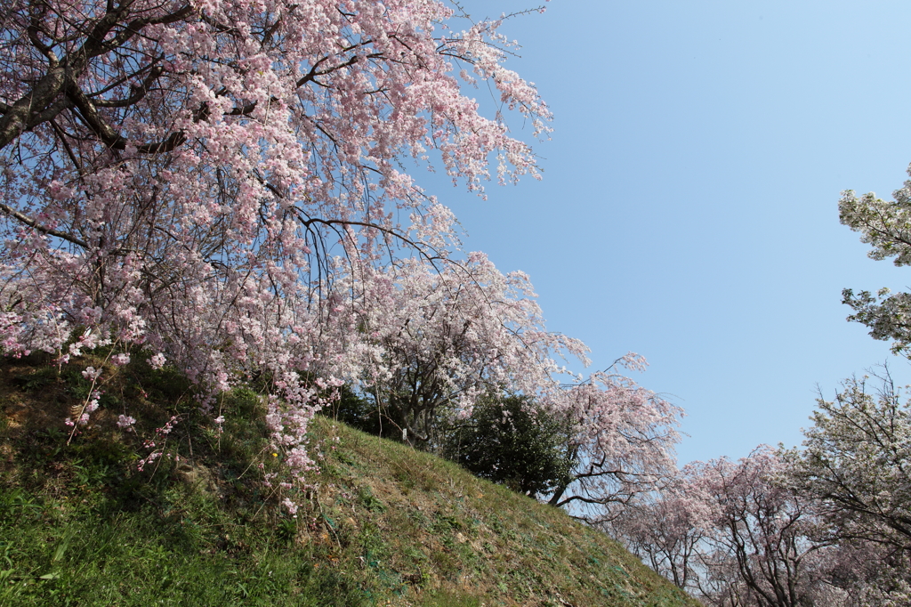 春の空