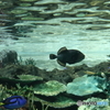 IMG_1583-1　南の海