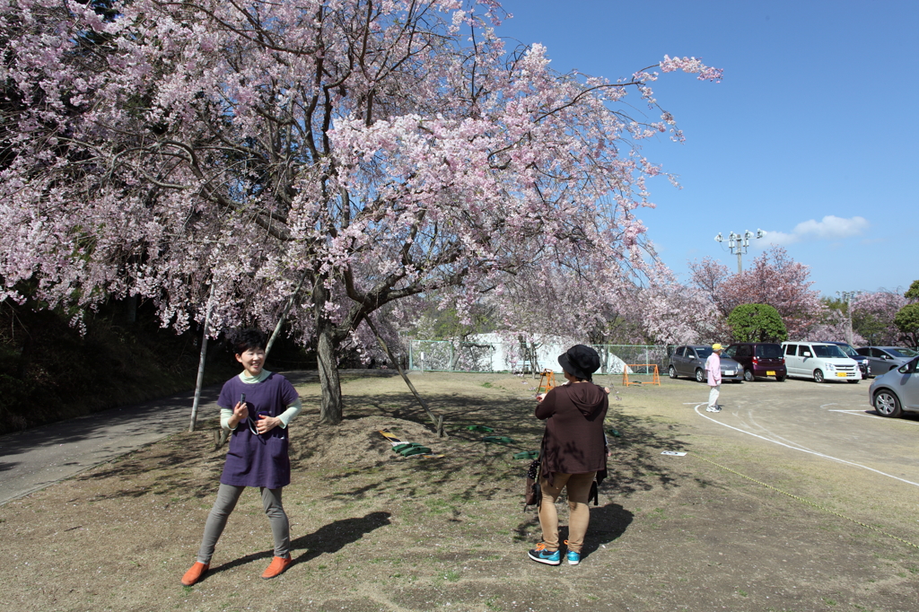 花見