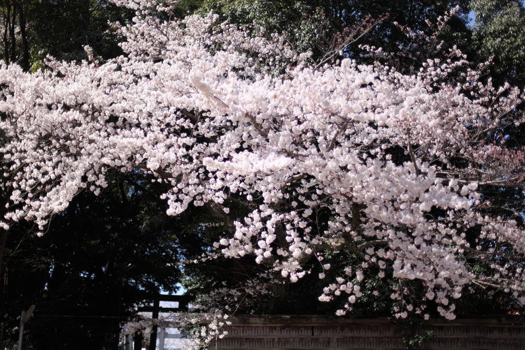 八幡様の桜　５