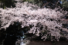 八幡様の桜　５