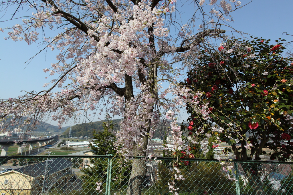椿と桜