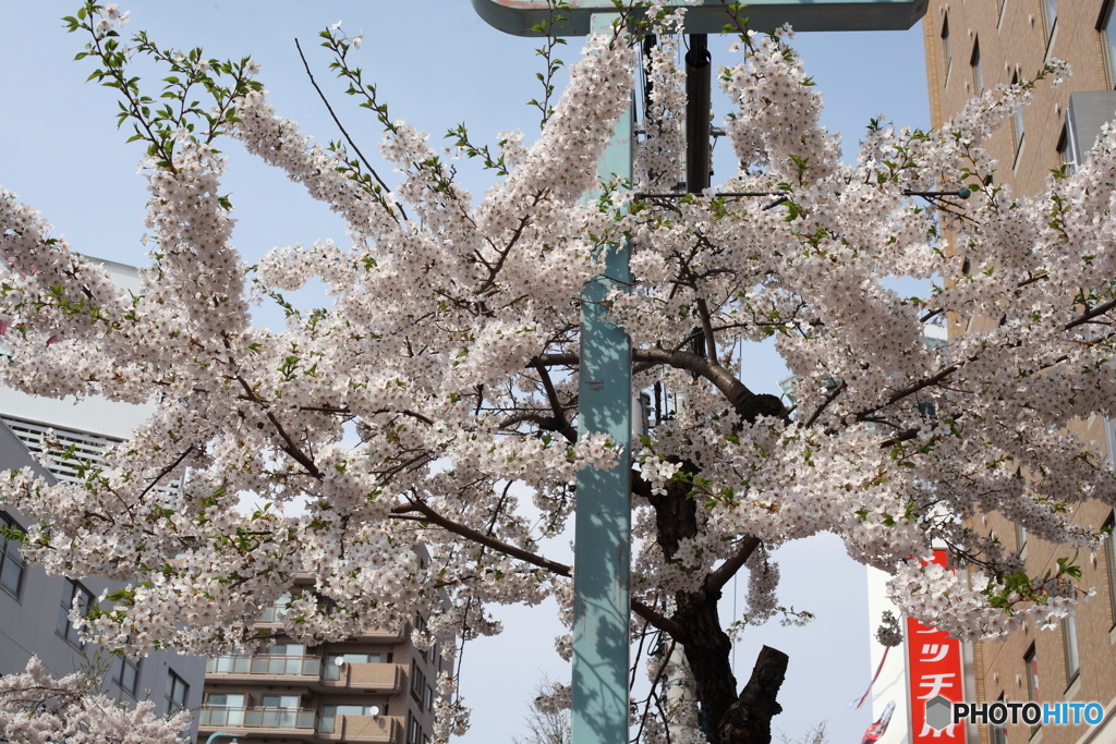 花咲く街角