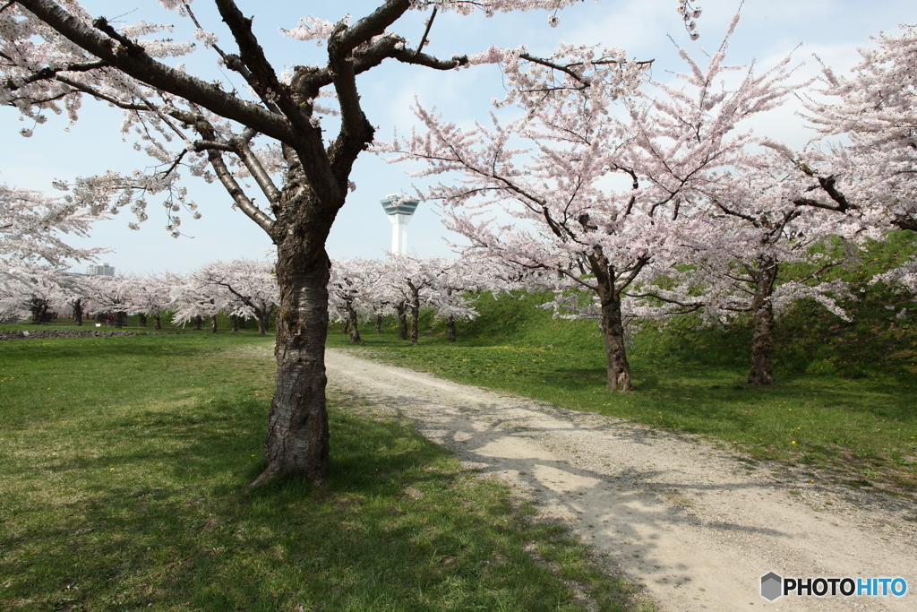 五稜郭タワーと桜