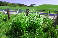 高原の風（３）