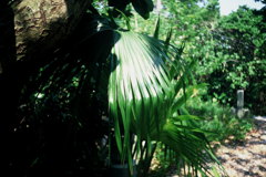 てぃだぬひかり