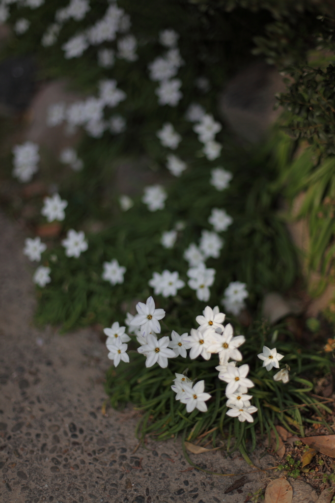 ちいさな花
