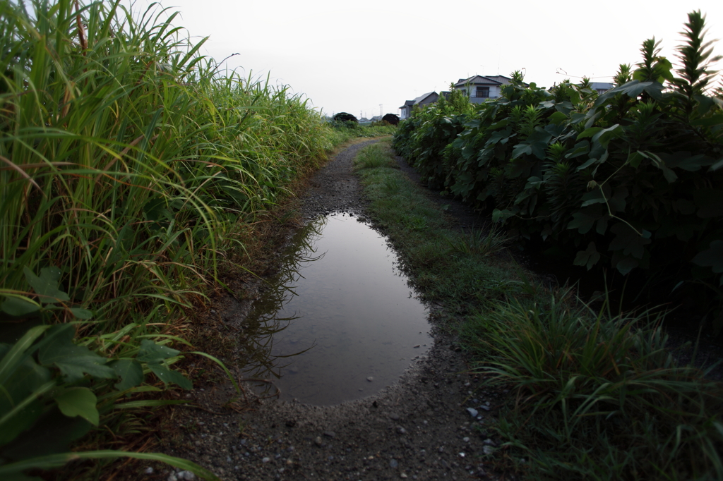 雨あがり（２）