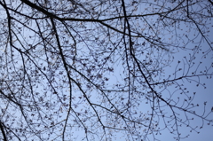 春を待つ
