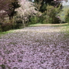 惜春