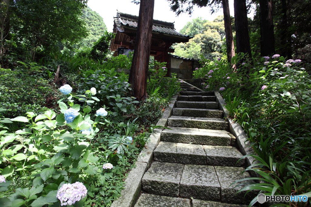 あじさい寺の石段