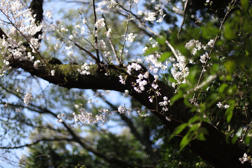 八幡様の桜　１０