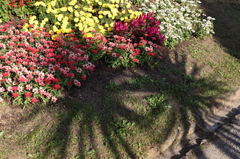 花畑