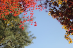 秋の空