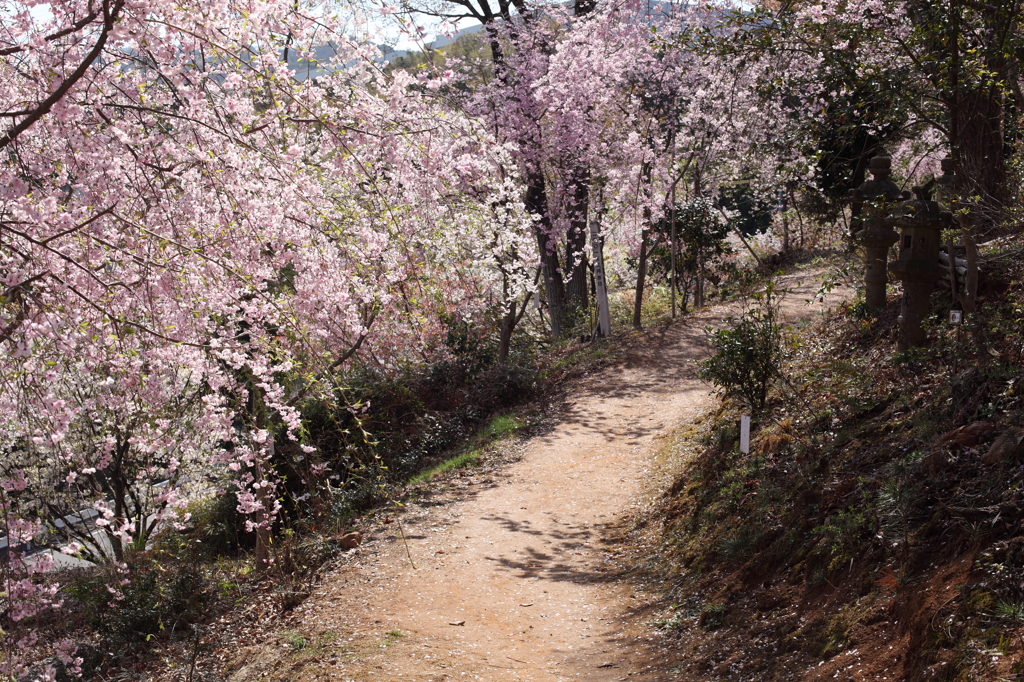 桜のカーテン