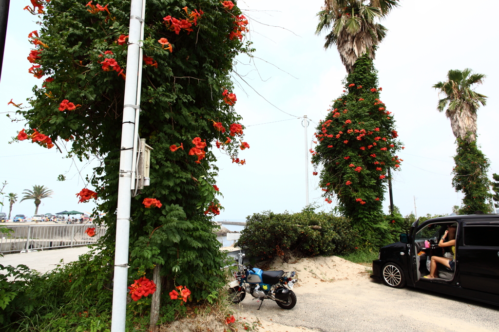 トロピカルな駐車場