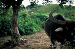 水牛（２）