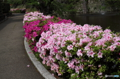 岡崎公園のツツジ