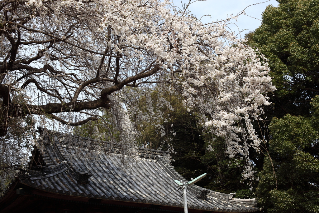 枝垂れ桜