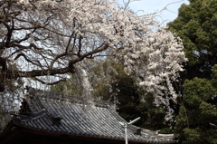 枝垂れ桜