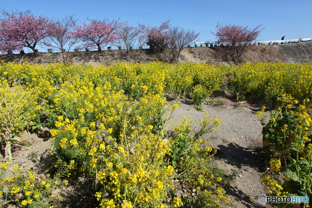 IMG_3828-1　河津桜と菜の花