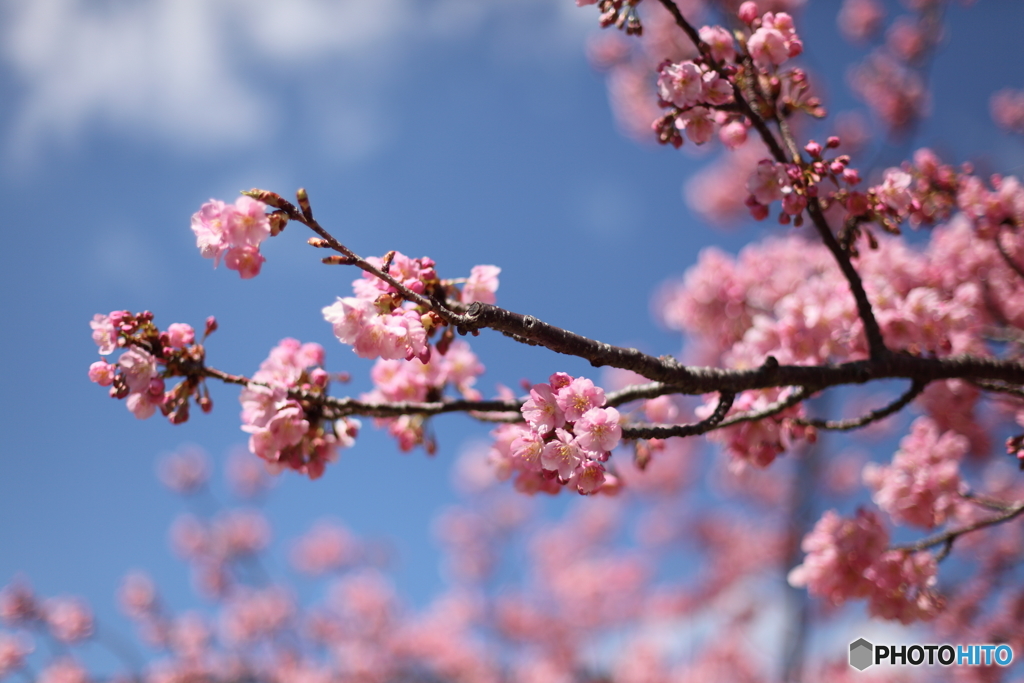 IMG_2506-1　河津桜