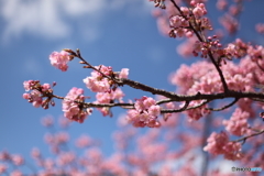 IMG_2506-1　河津桜