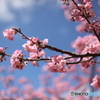 IMG_2506-1　河津桜