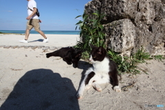 ビーチの猫