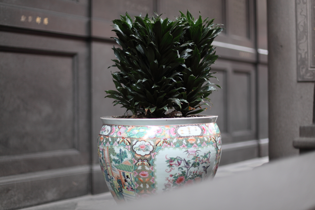 鉢植え