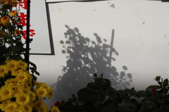 菊