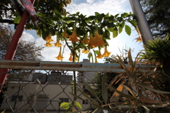 公園の花
