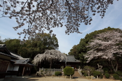 八幡様の春