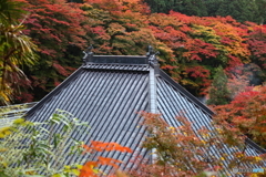 紅葉の寺