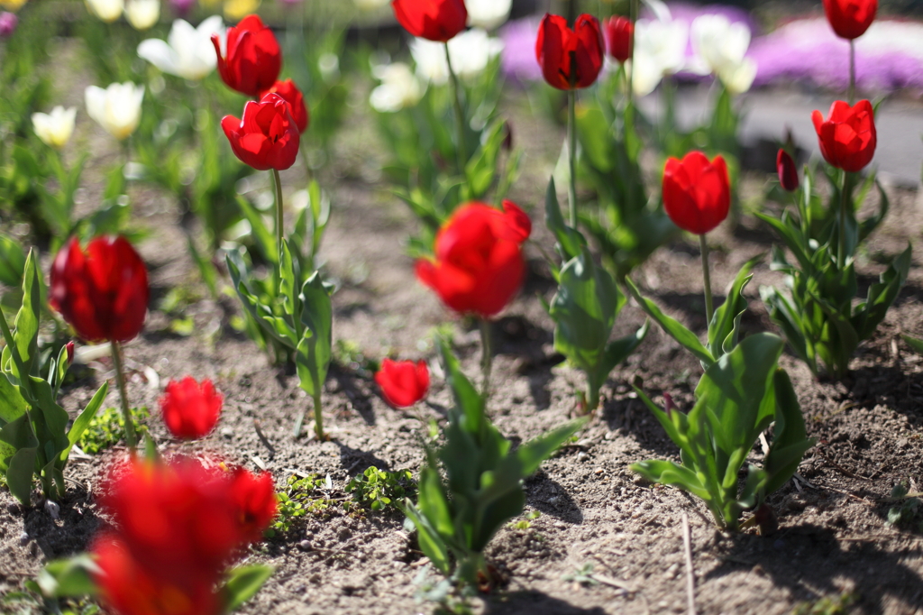 TULIP