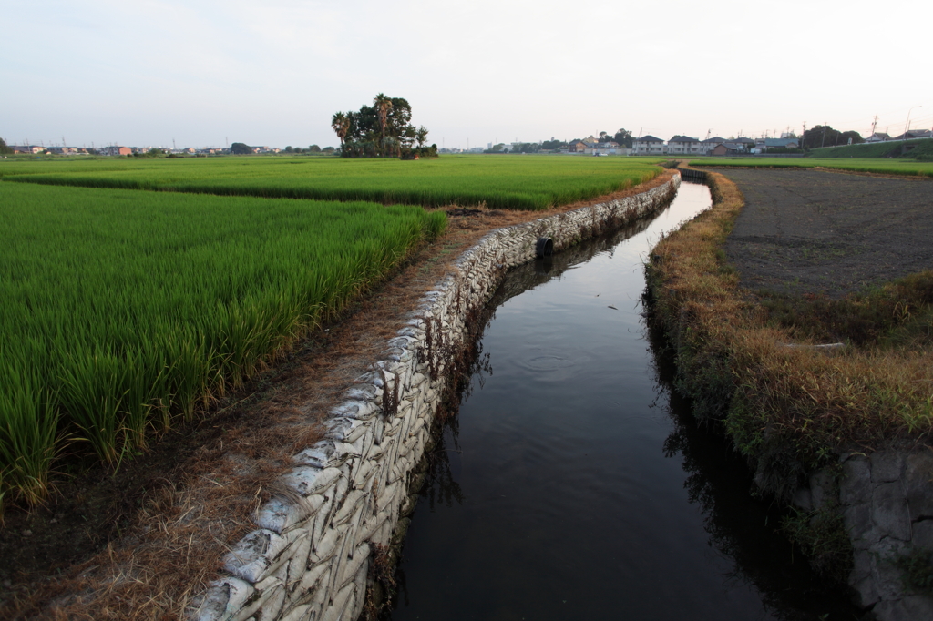 田園