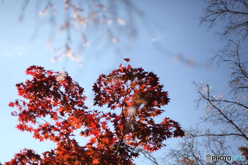 IMG_9247-1　四季桜と紅葉