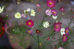 鉢植えのコスモス